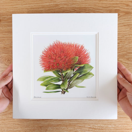 pohutukawa art flower original pencil drawing by Joanne Bowe