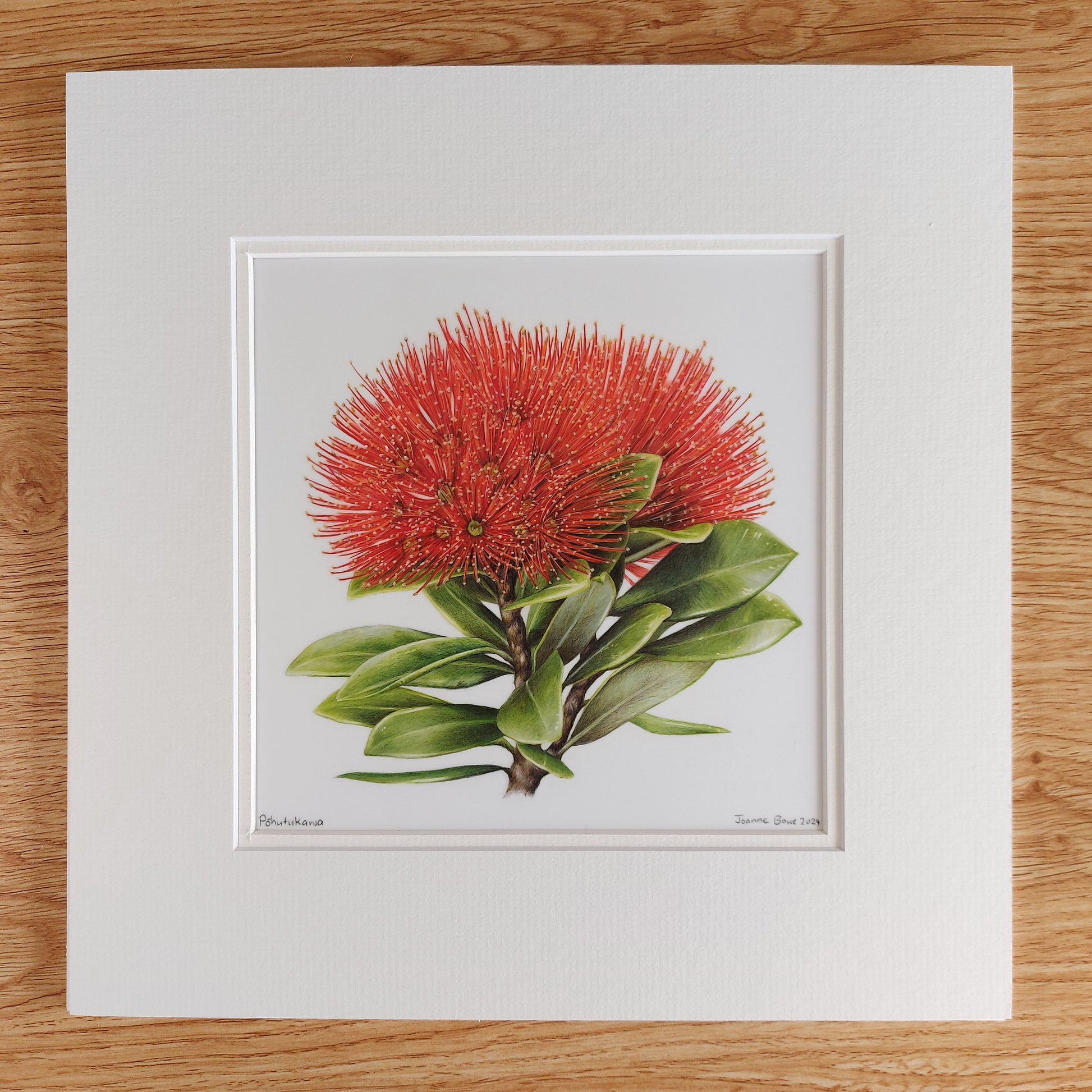 pohutukawa flower original pencil drawing by Joanne Bowe