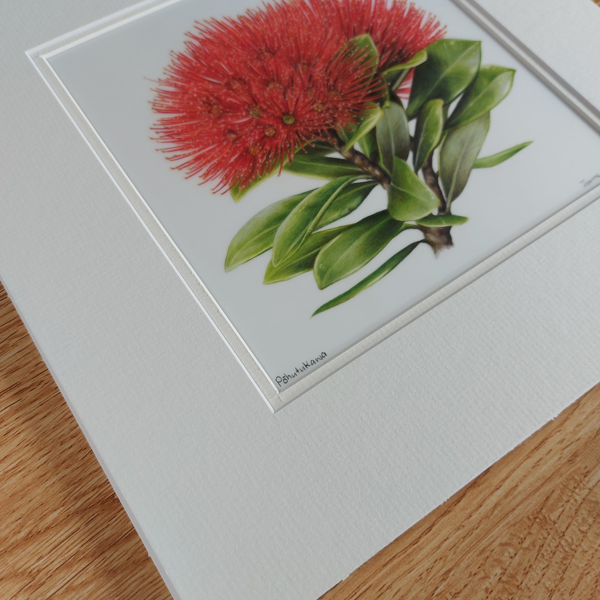 pohutukawa flower original pencil drawing by Joanne Bowe