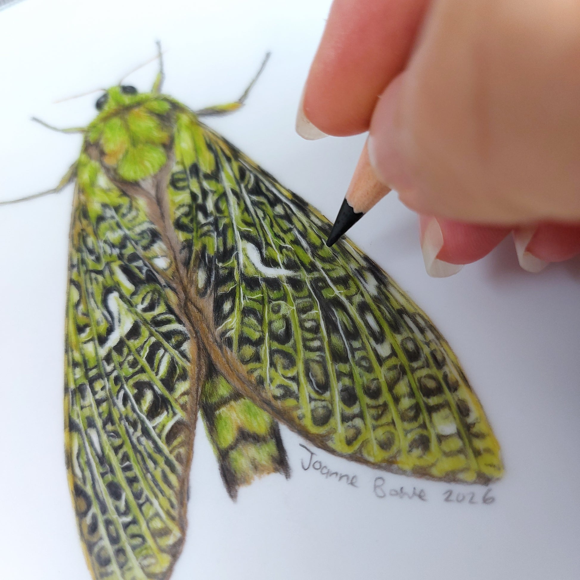 Close up detail of puriri moth pencil drawing showing wing texture