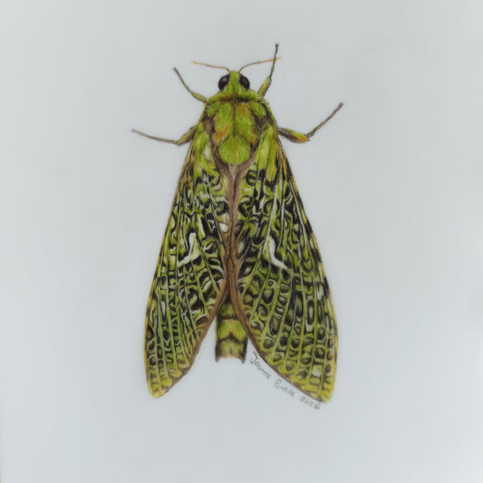 Original A5 drawing of a New Zealand puriri moth