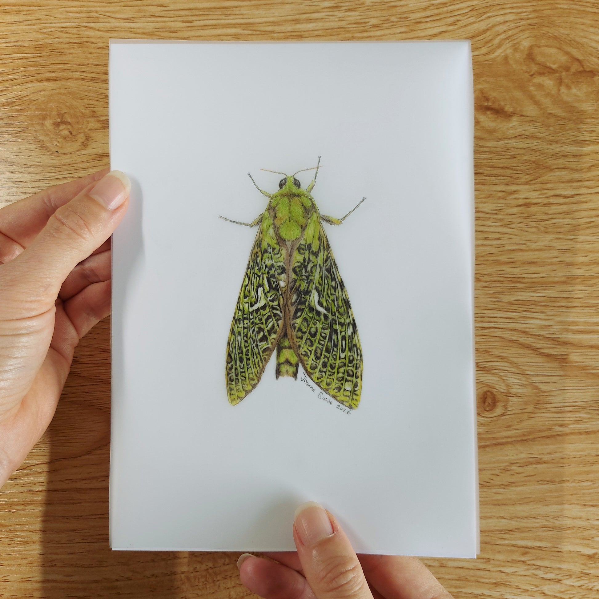 Small A5 drawing of a puriri moth held in hands to show artwork size