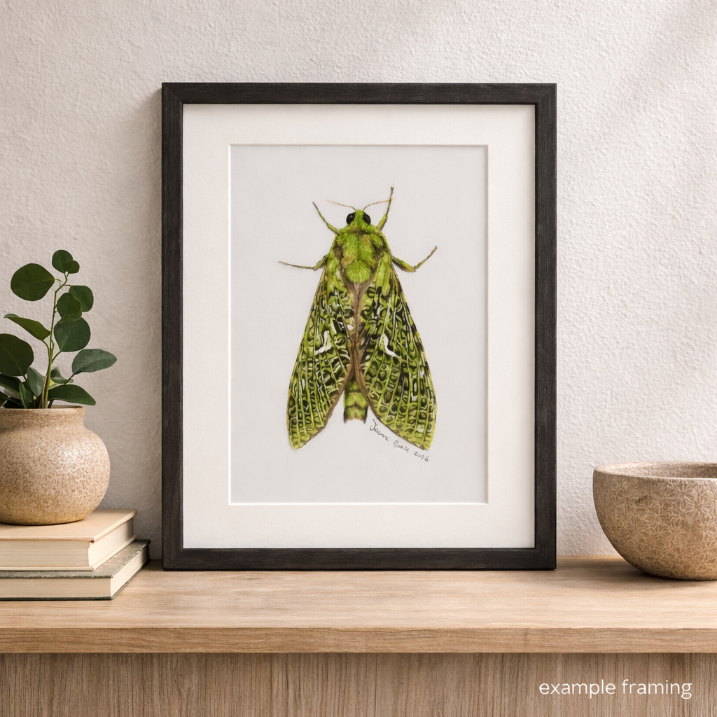 puriri moth coloured pencil artwork in black frame 