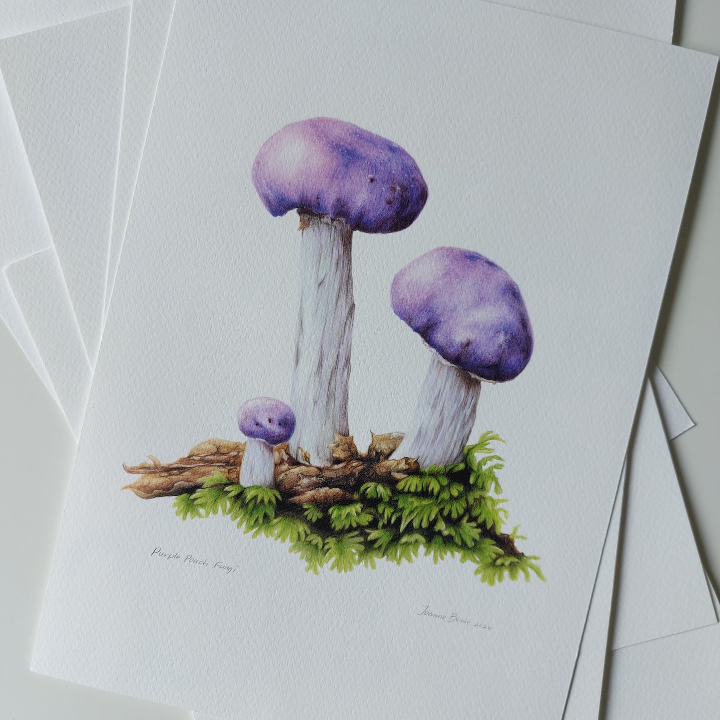 Detail of coloured pencil artwork showing the vivid purple colour of the purple pouch fungus.