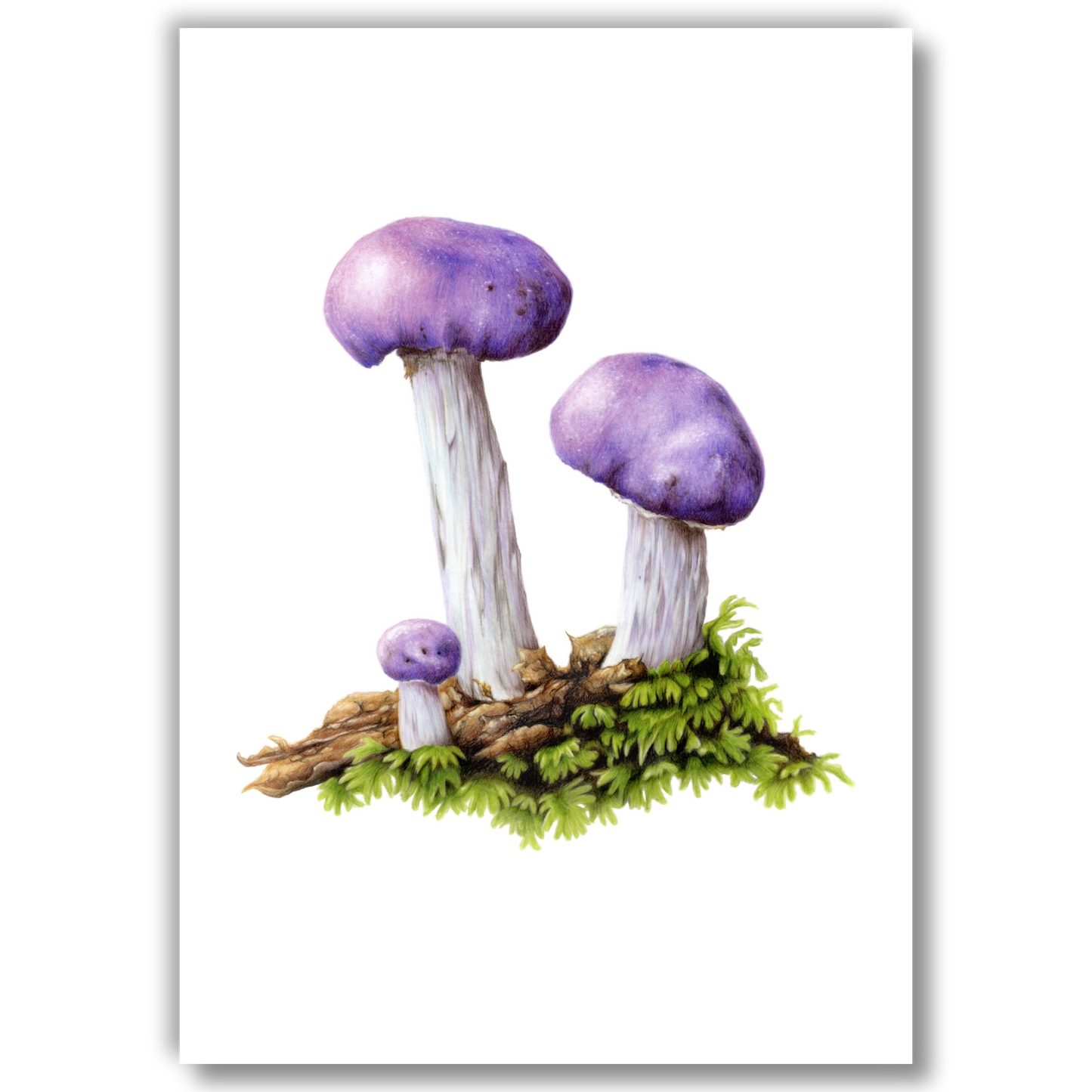 Open edition fine art print of the purple pouch fungus, reproduced from the original artwork by the artist.