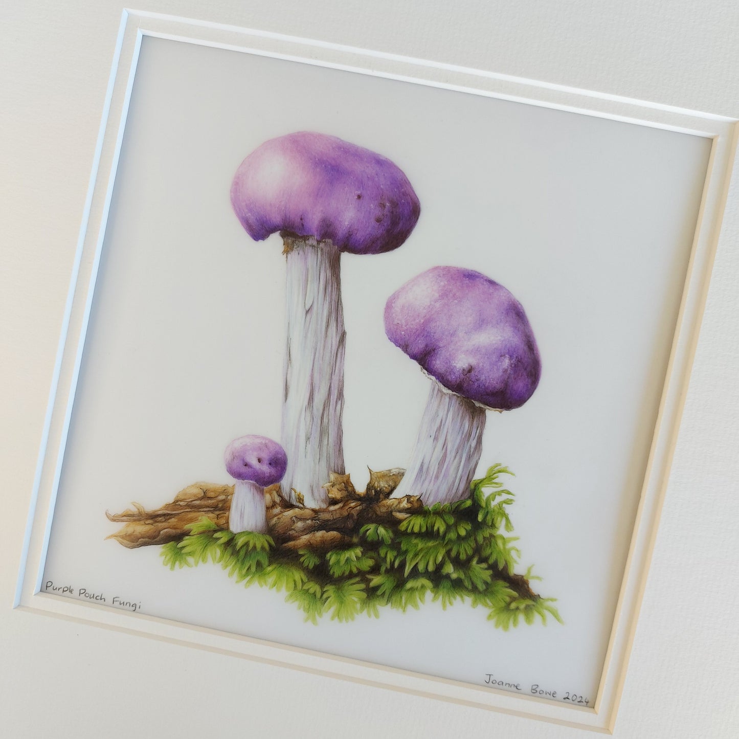 purple pouch fungi original pencil drawing