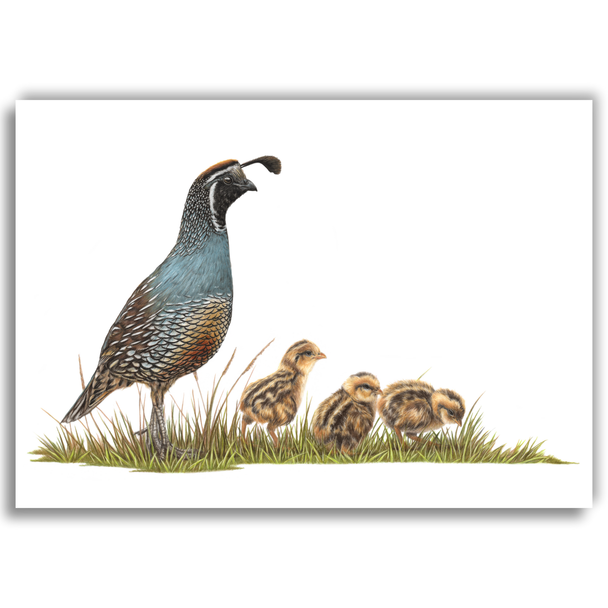 Open edition fine art print of a California quail watching over newly hatched chicks, reproduced from an original coloured pencil drawing.
