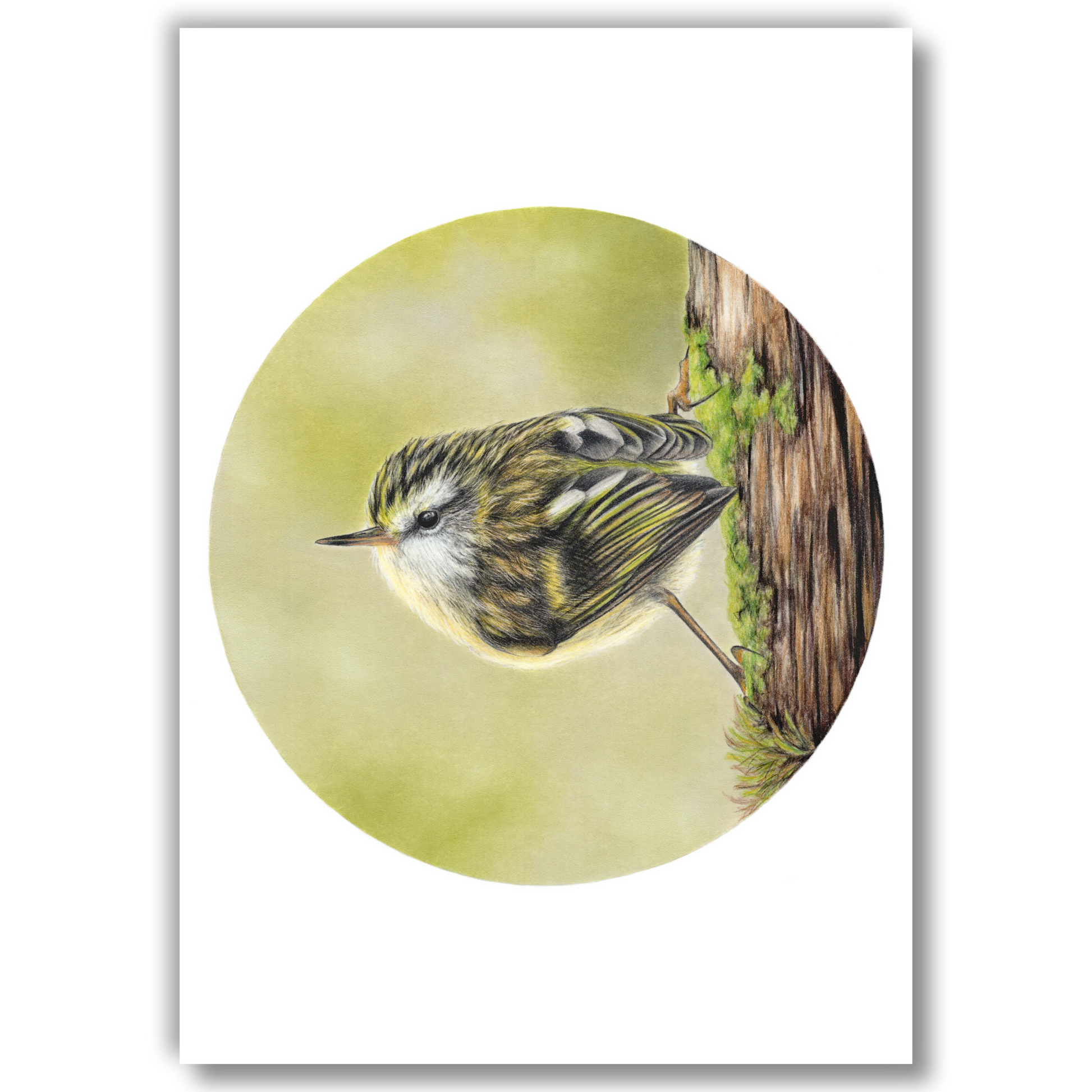 Open edition fine art print of a rifleman (tītitipounamu), reproduced from an original coloured pencil drawing.
