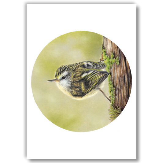 Rifleman (Circle Series) - Joanne Bowe | New Zealand Artist