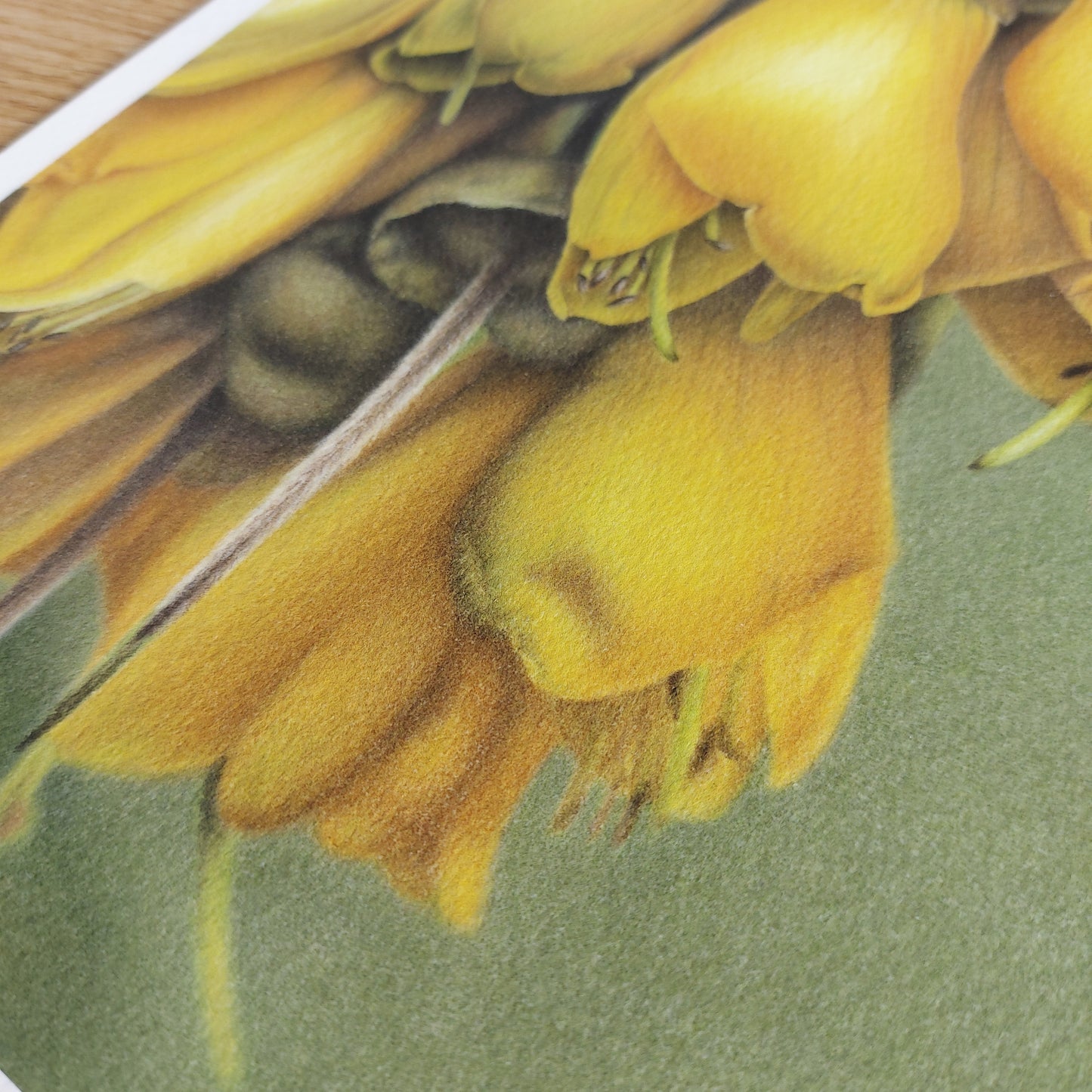 Kōwhai Flowers -Limited Edition Art Print
