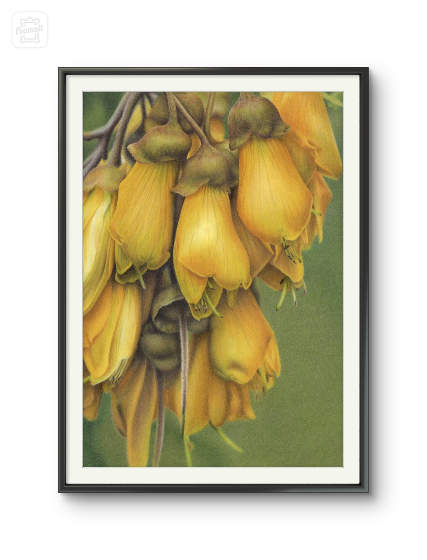 Kōwhai Flowers -Limited Edition Art Print