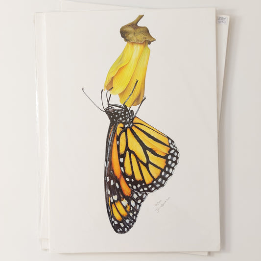 Monarch on Kowhai A3 Art Print