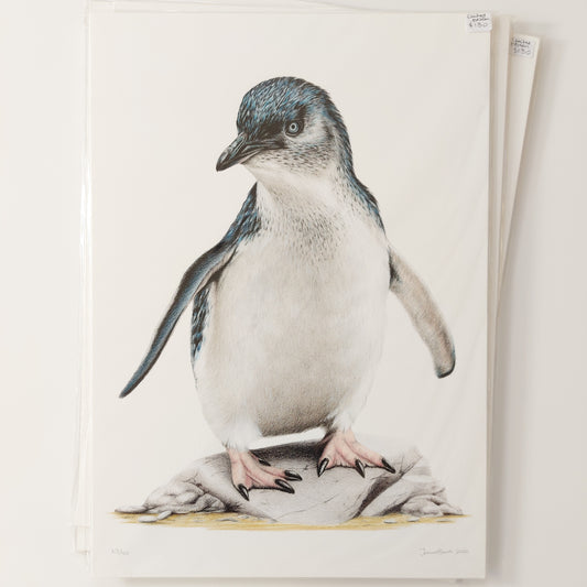 Little Blue Penguin A3 Art Print