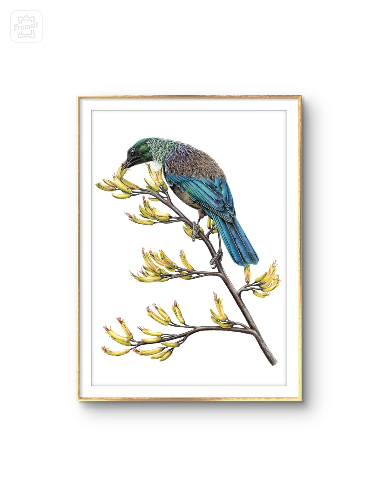 Tui on Flax -Limited Edition Art Print