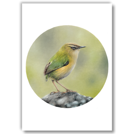 Rock Wren (Circle Series) - Joanne Bowe | New Zealand Artist