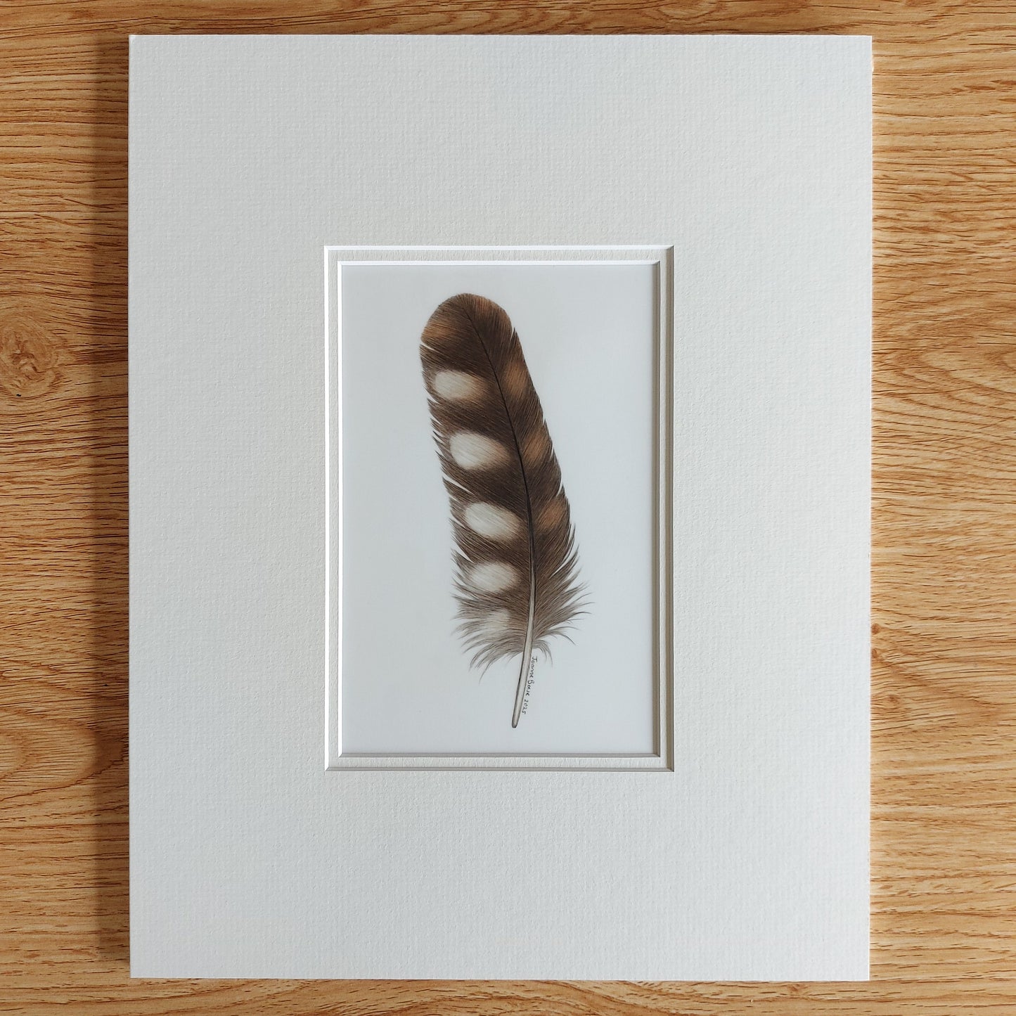 Original coloured pencil artwork of a ruru (morepork) feather, showing soft patterning and muted tones.