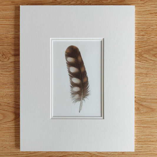 Original coloured pencil artwork of a ruru (morepork) feather, showing soft patterning and muted tones.