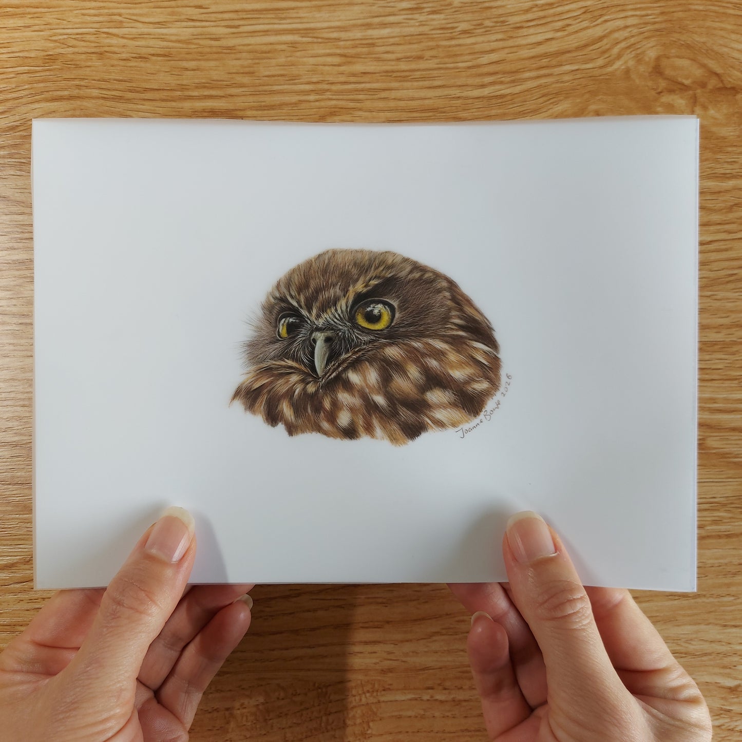 Small A5 drawing of a ruru morepork owl held in hands to show artwork size