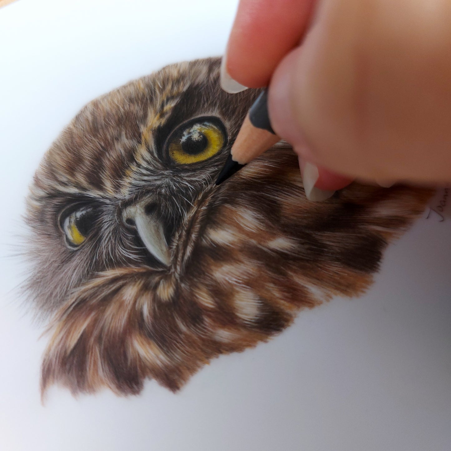 Close up detail of ruru morepork owl pencil drawing showing feather texture