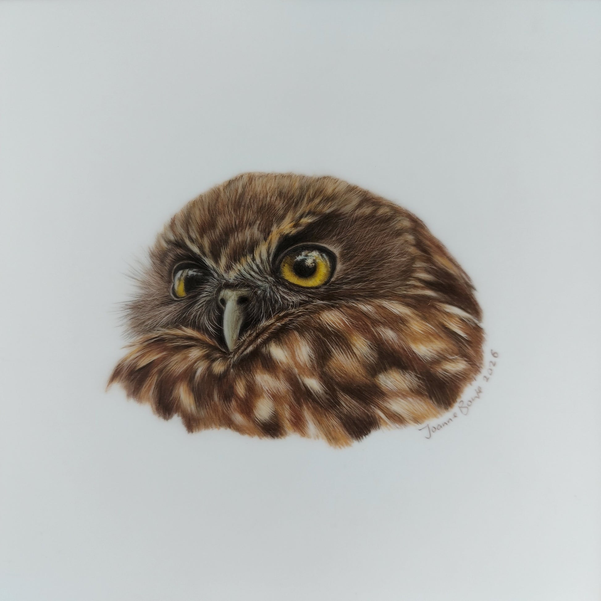 Original A5 drawing of a New Zealand ruru morepork owl
