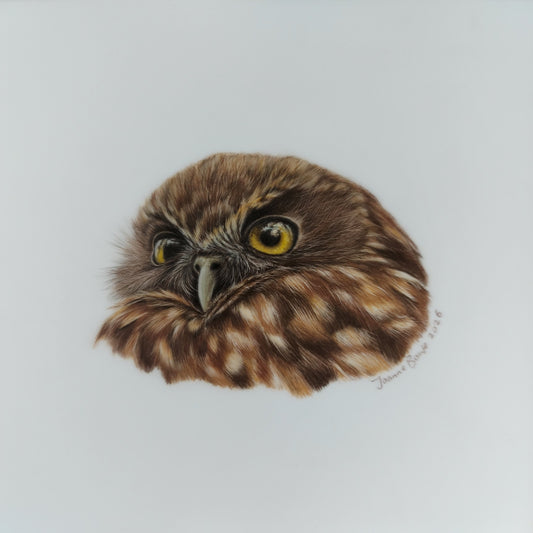 Original A5 drawing of a New Zealand ruru morepork owl