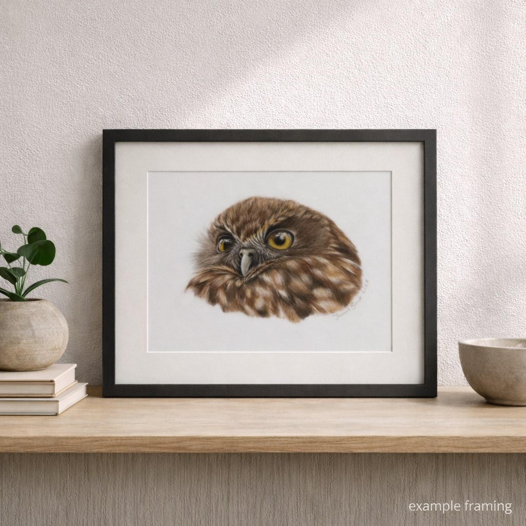 ruru morpork owl coloured pencil drawing in black frame