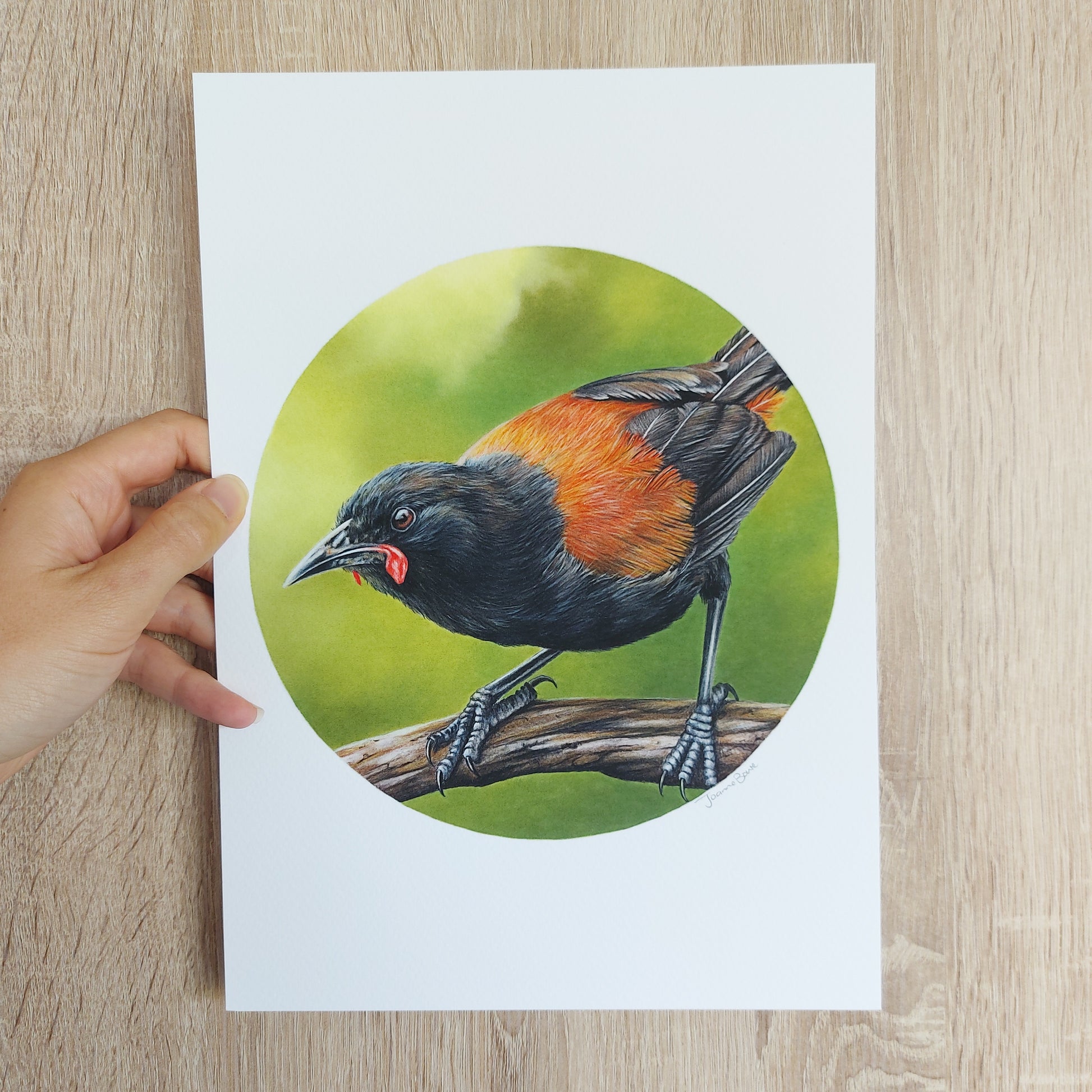 Detail of coloured pencil artwork showing feather texture and form of a saddleback (tīeke).