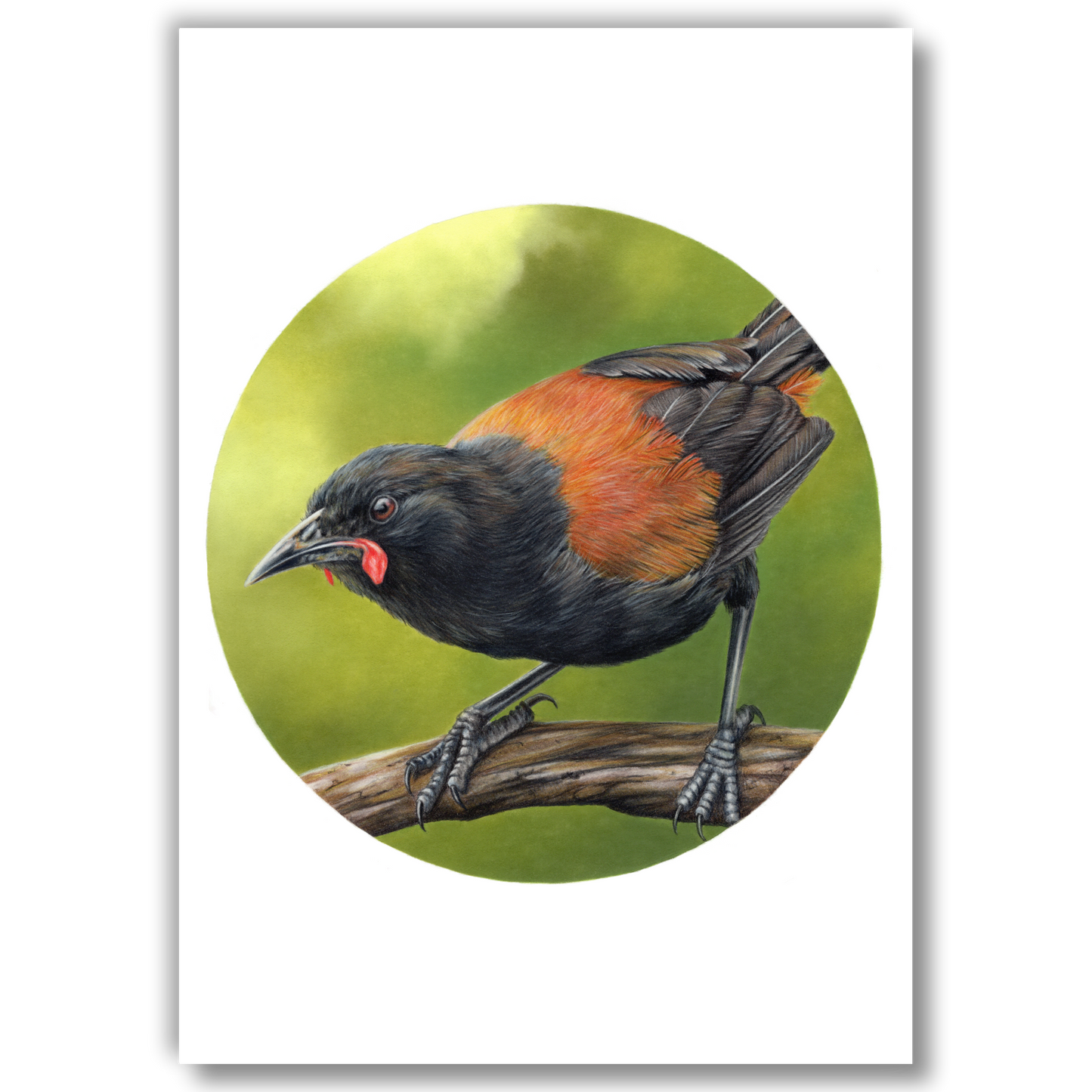 Detail of coloured pencil artwork showing feather texture and form of a saddleback (tīeke).