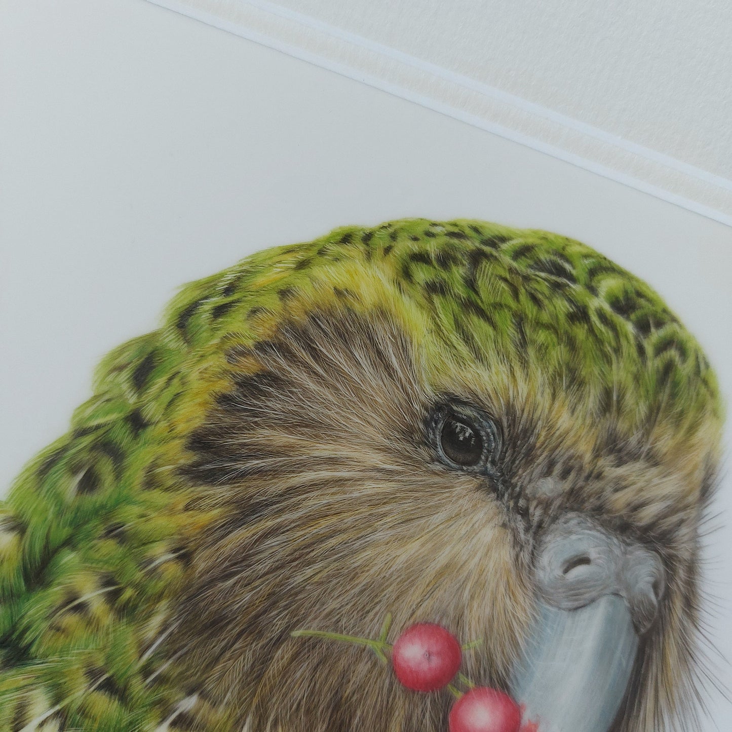 Detailed view of Sirocco the kākāpō in coloured pencil showing fine drawing detail