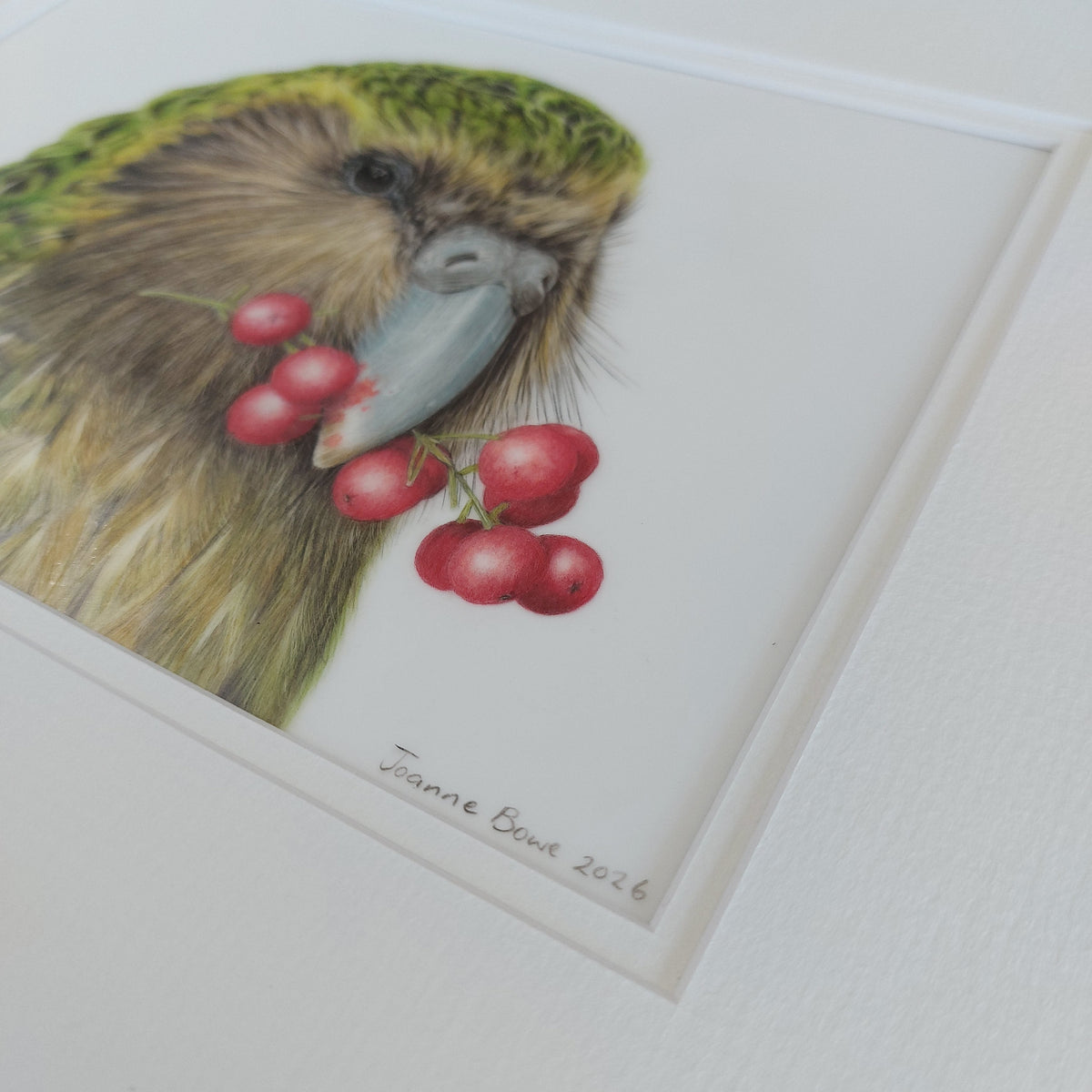 Close-up view of Sirocco the kākāpō original coloured pencil artwork