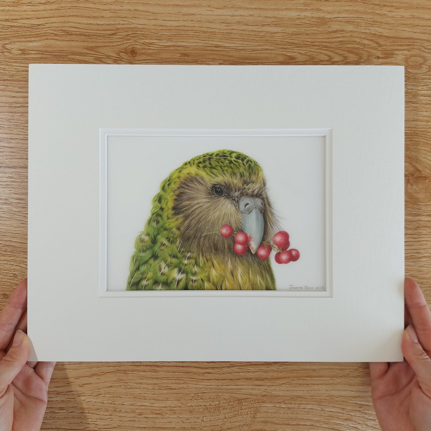 Sirocco the kākāpō original coloured pencil artwork held in hands