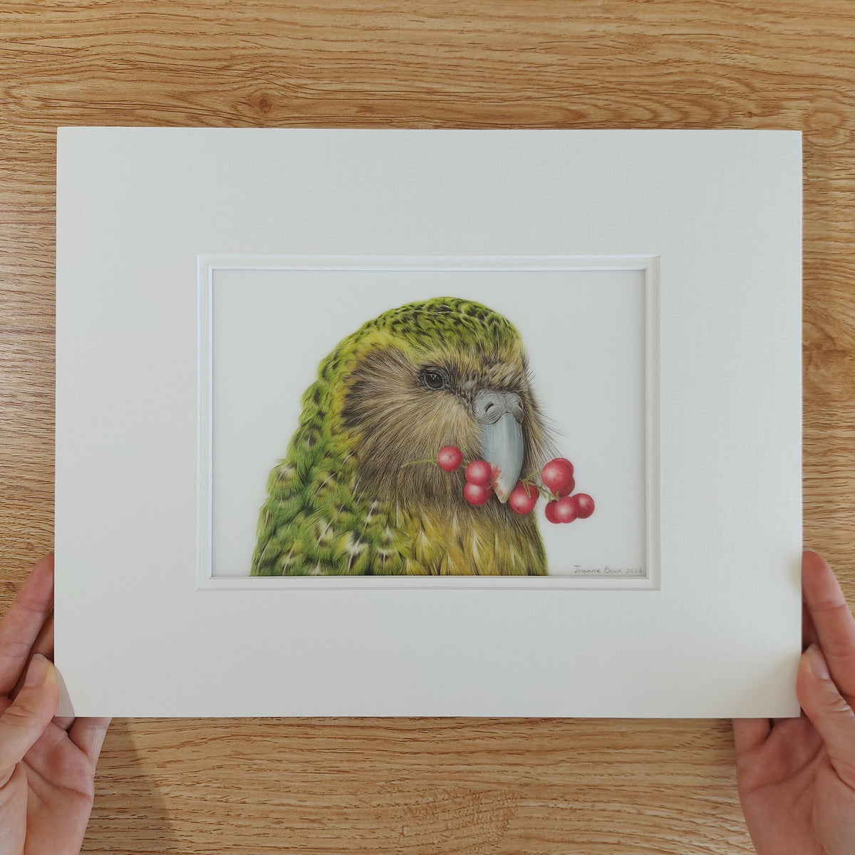 Sirocco the kākāpō original coloured pencil artwork held in hands