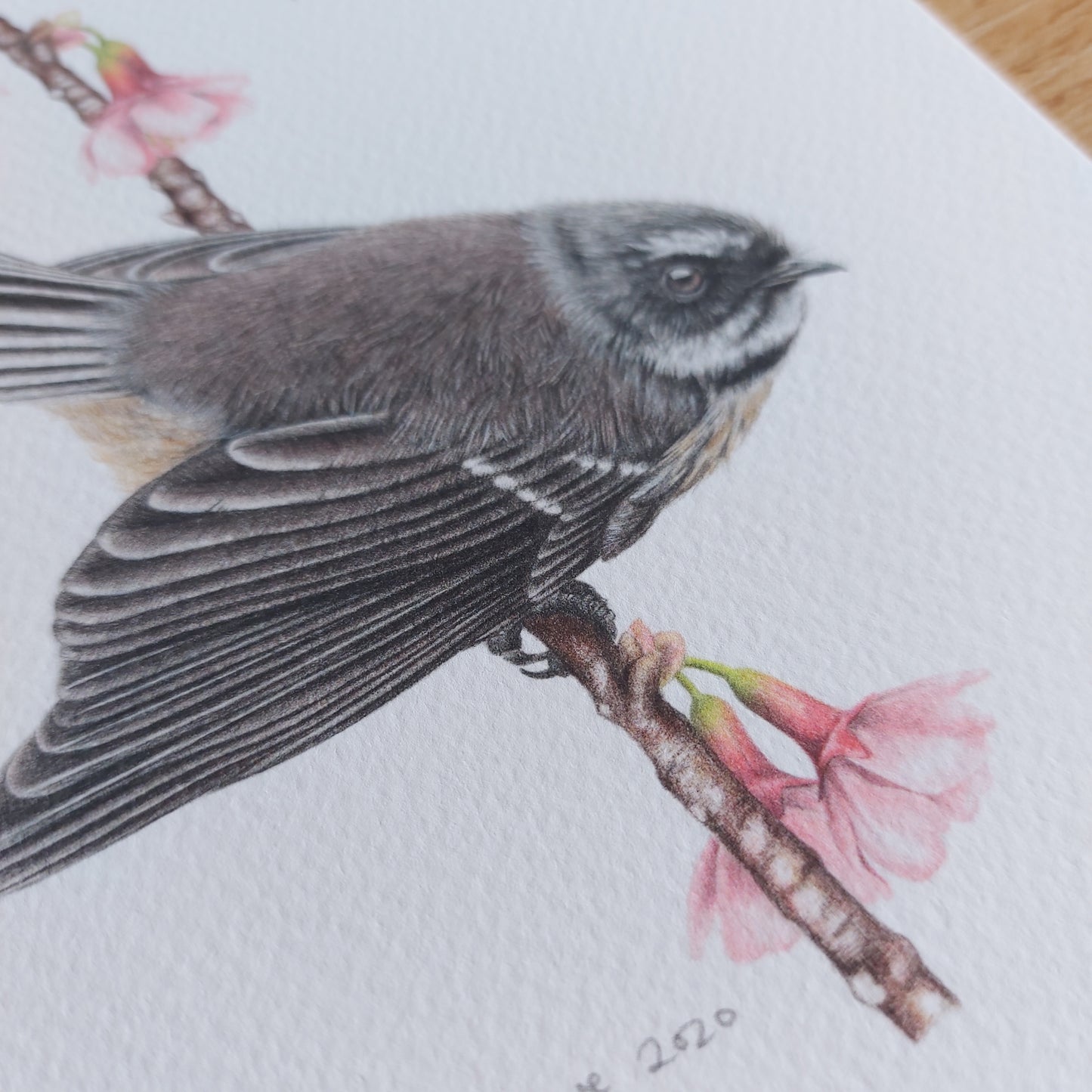 Close-up detail of fantail feathers in Spring Fantails coloured pencil artwork