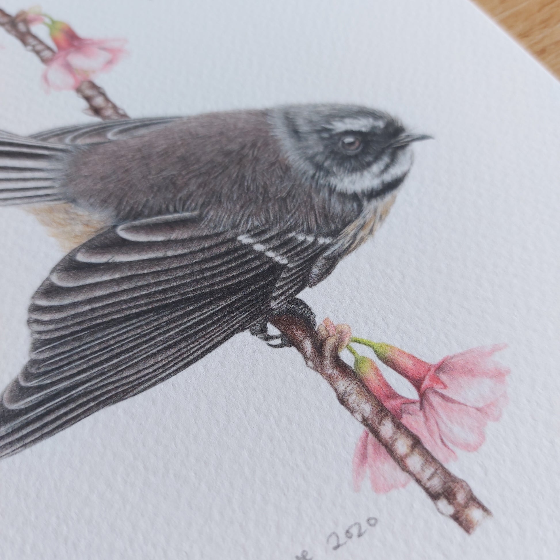 Close-up detail of fantail feathers in Spring Fantails coloured pencil artwork