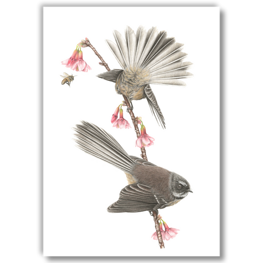 Limited edition coloured pencil artwork of New Zealand fantails among spring blossoms by Joanne Bowe