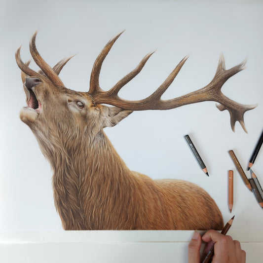 Roaring Red Stag - Original Pencil Artwork
