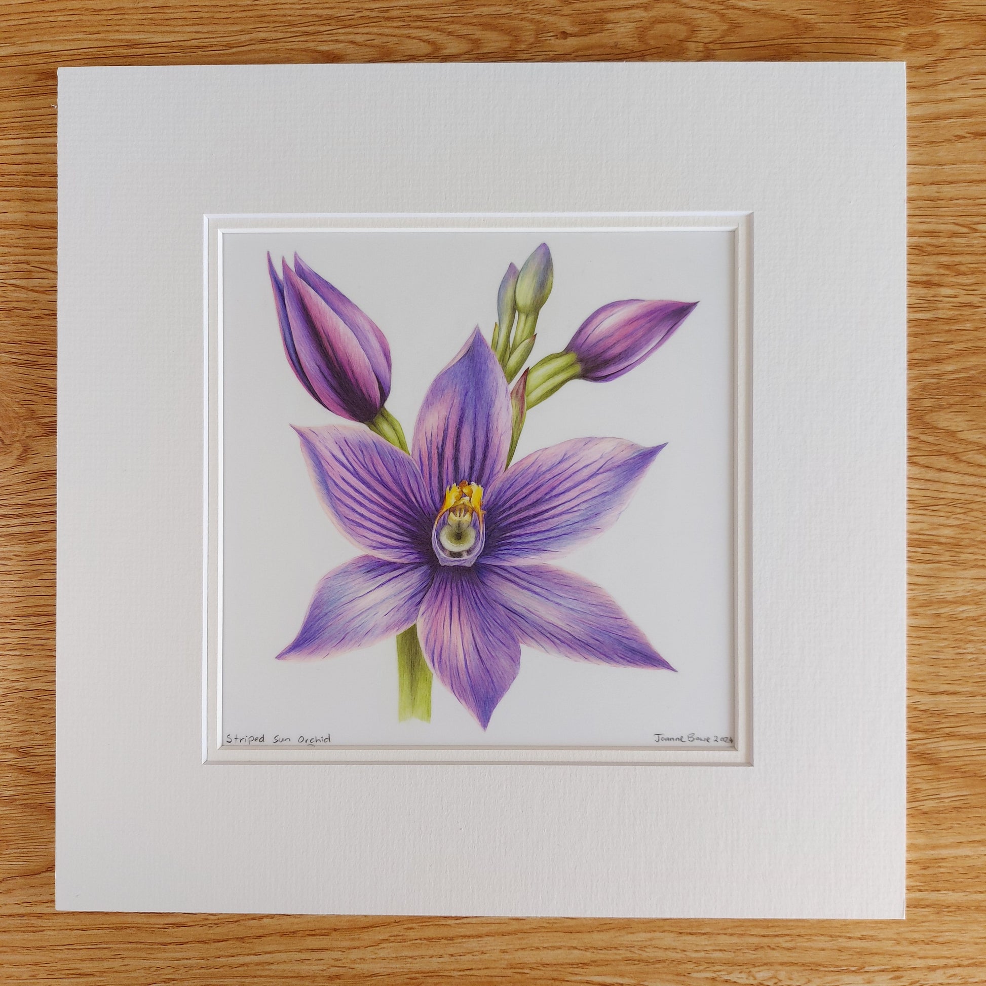 Striped sun orchid flower original pencil drawing by Joanne Bowe