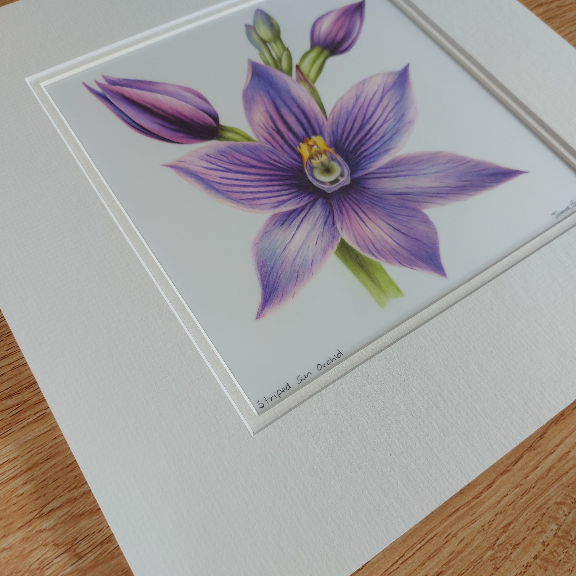 Striped sun orchid flower original pencil drawing by Joanne Bowe