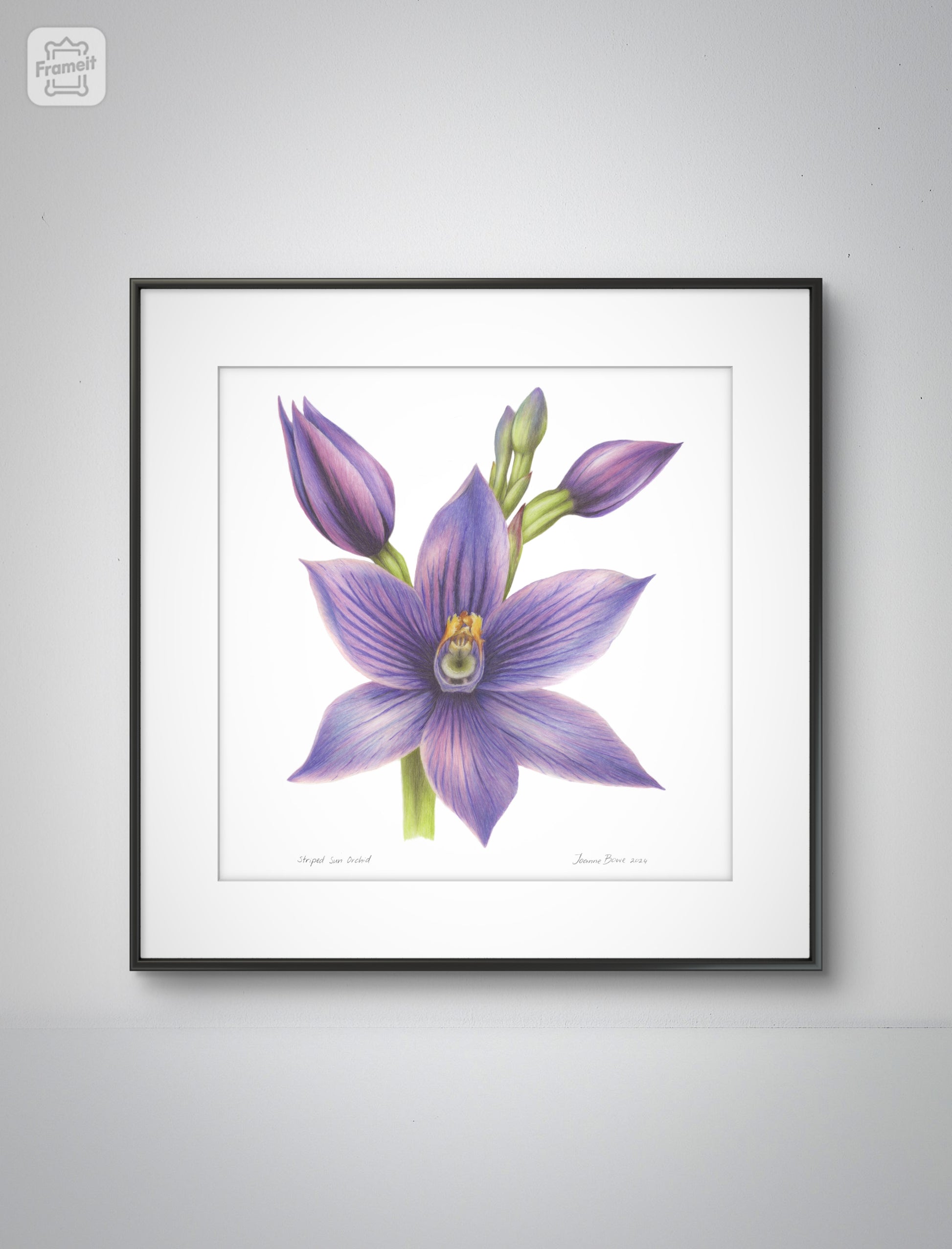 Striped sun orchid New Zealand Flower Art Print by Joanne Bowe