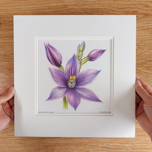 Striped sun orchid flower original pencil drawing by Joanne Bowe