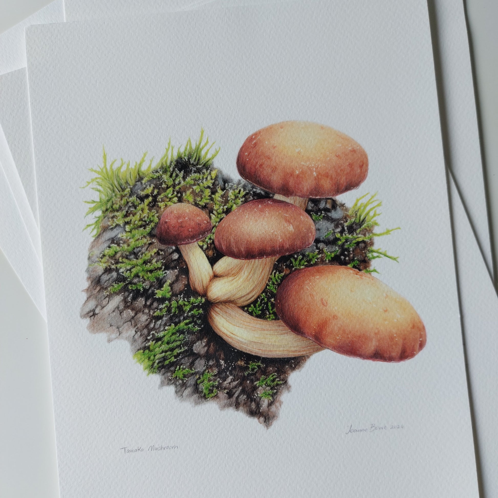 Detail of coloured pencil artwork showing clustered tawaka mushroom caps in the open edition art print.