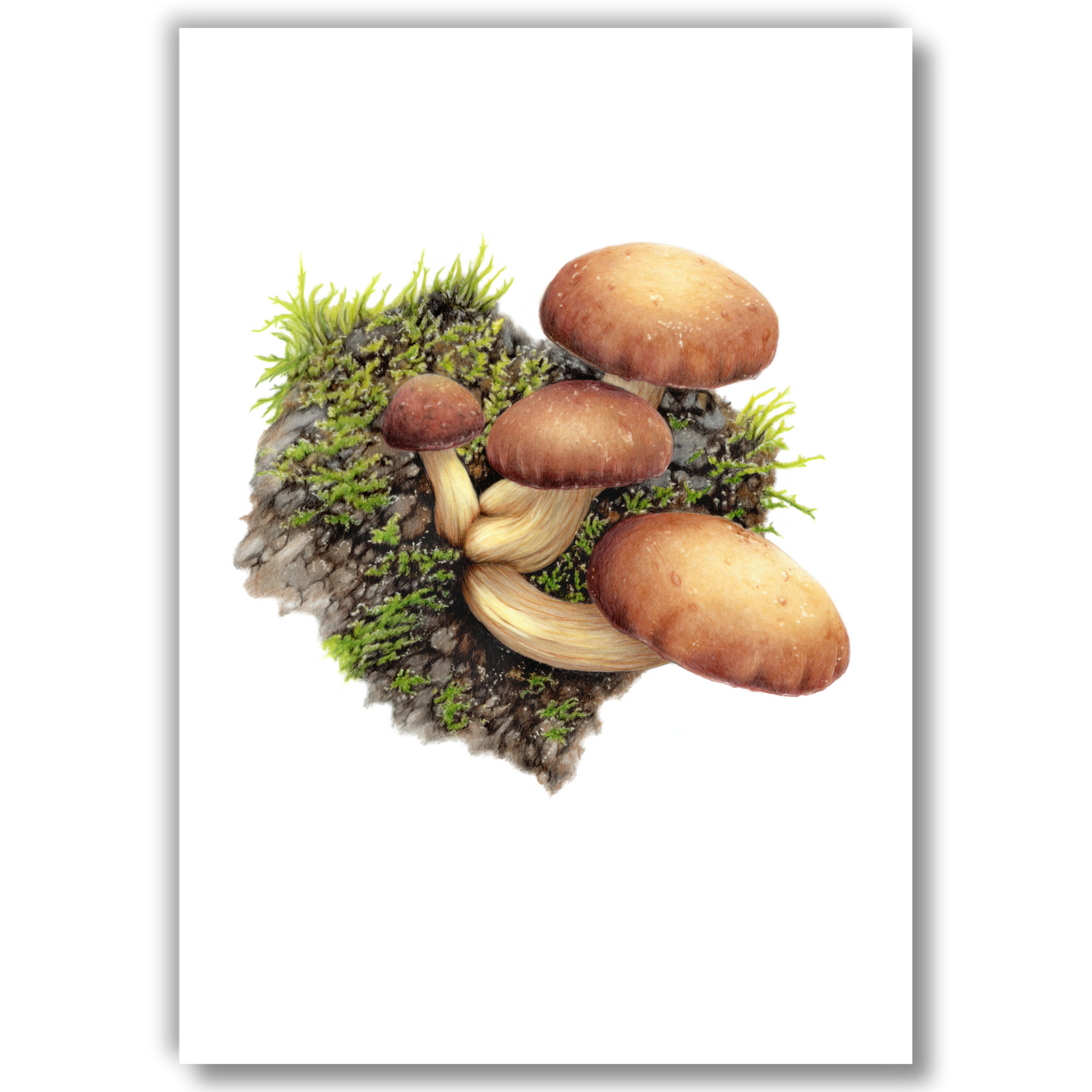 Open edition fine art print of tawaka mushrooms, reproduced from the original artwork by the artist.