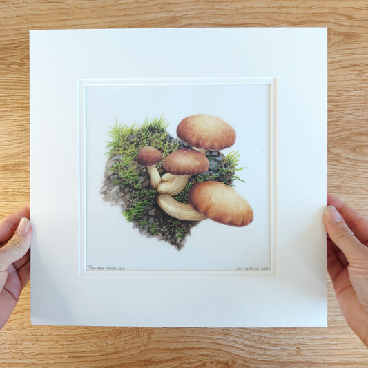 tawaka mushroom original pencil drawing