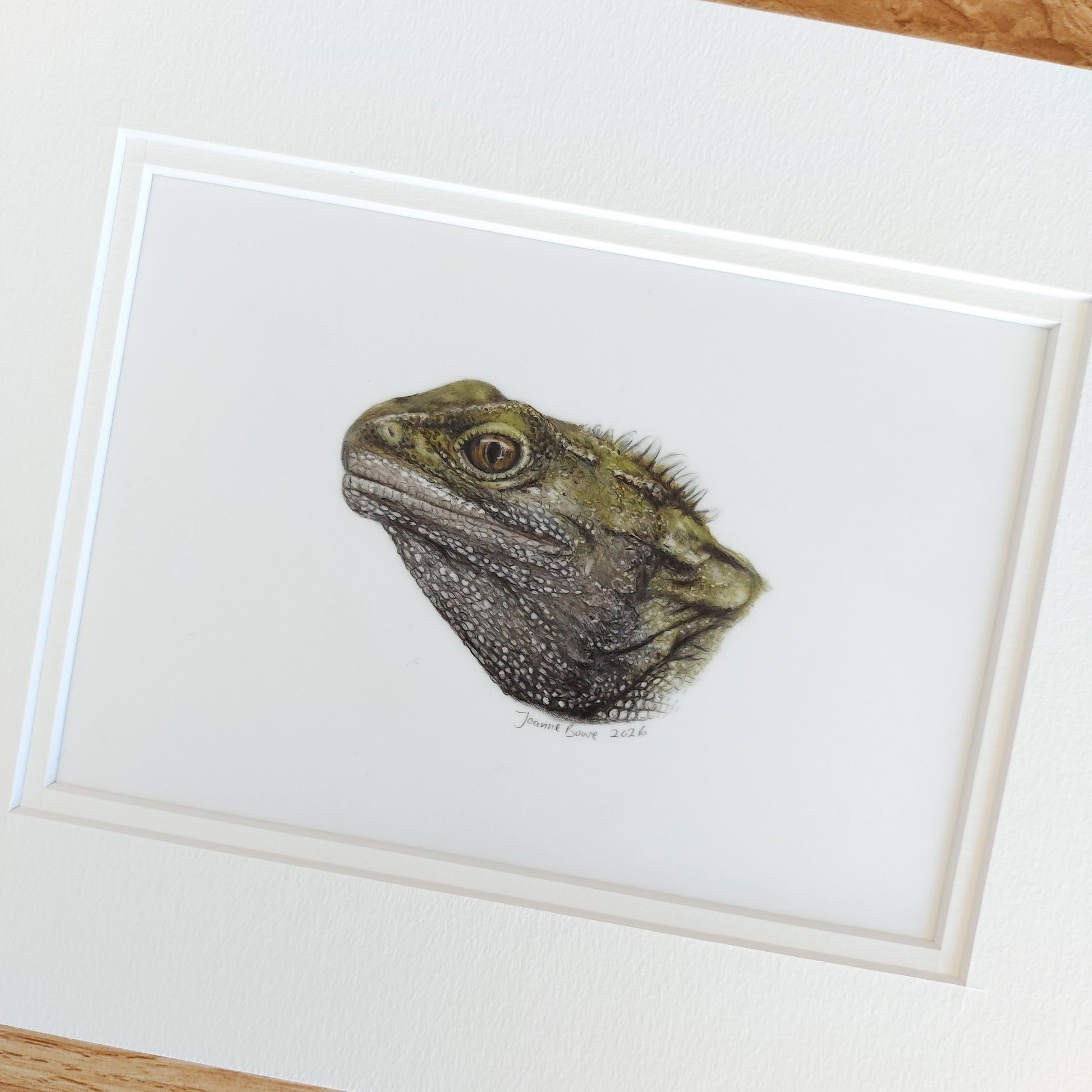 Original coloured pencil drawing of a tuatara by New Zealand wildlife artist Joanne Bowe