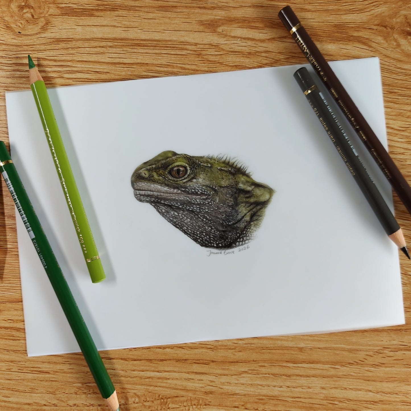 Original A5 tuatara drawing on paper shown with coloured pencils
