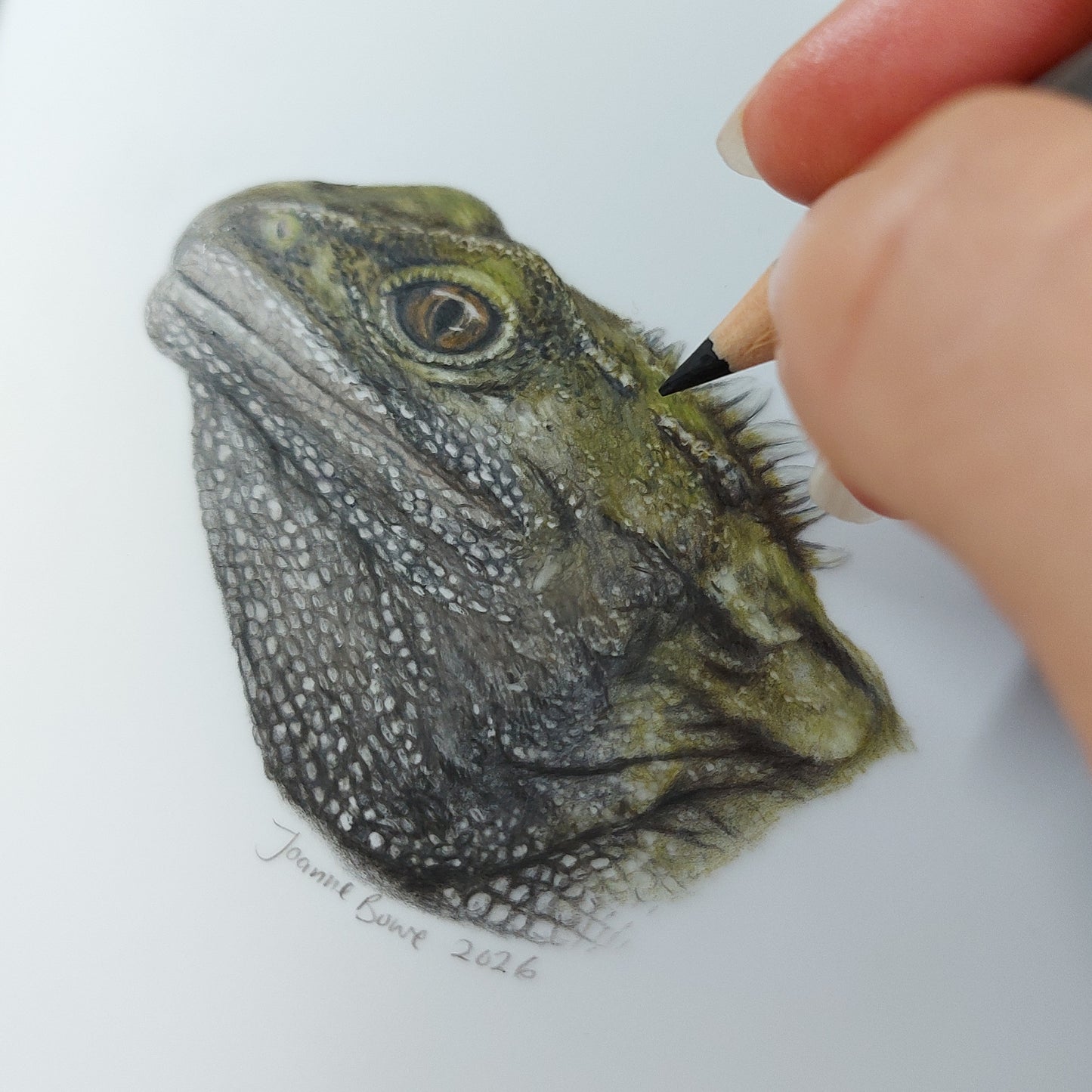 Close up detail of tuatara pencil drawing showing scales and texture