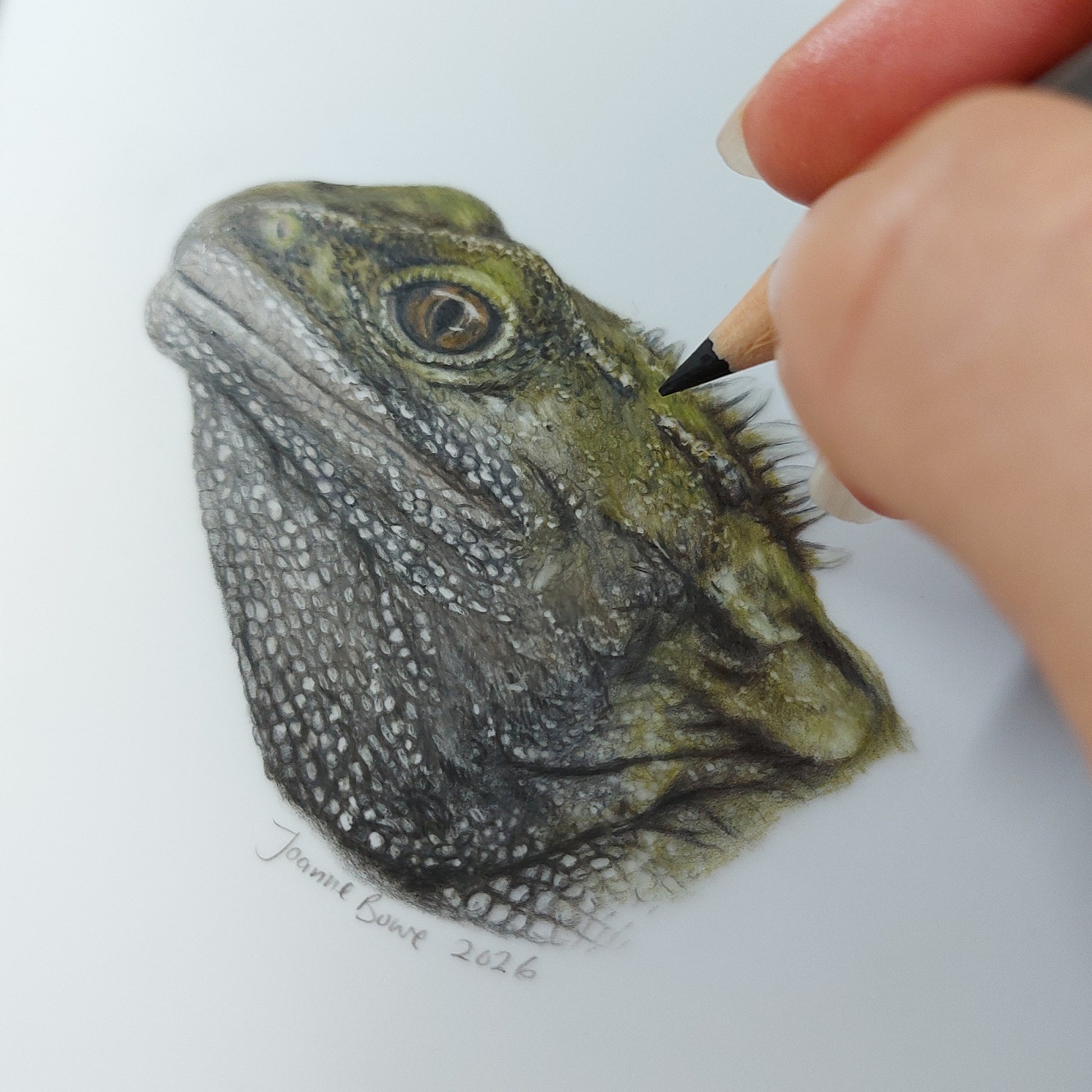 Close up detail of tuatara pencil drawing showing scales and texture