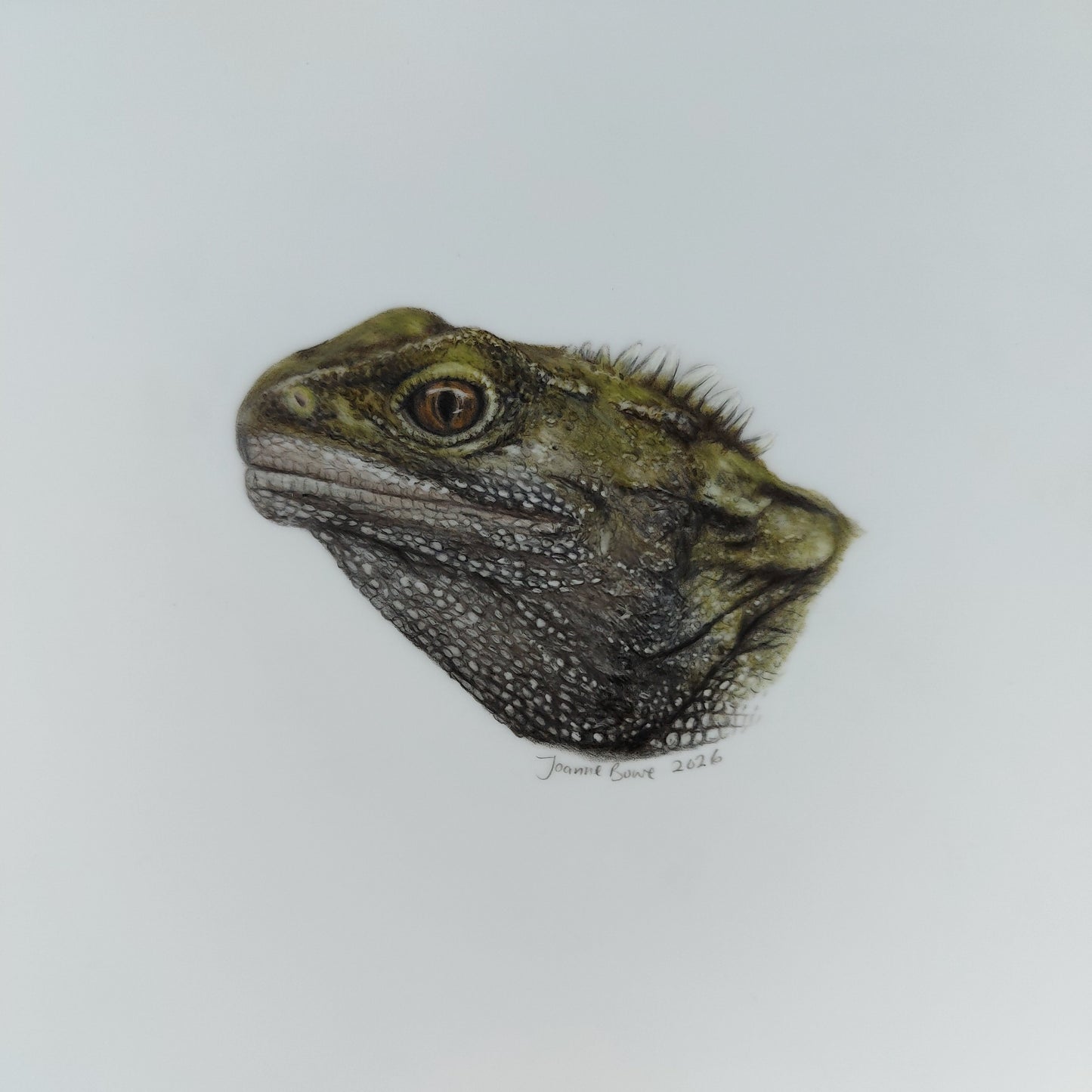 Original A5 drawing of a New Zealand tuatara wildlife artwork