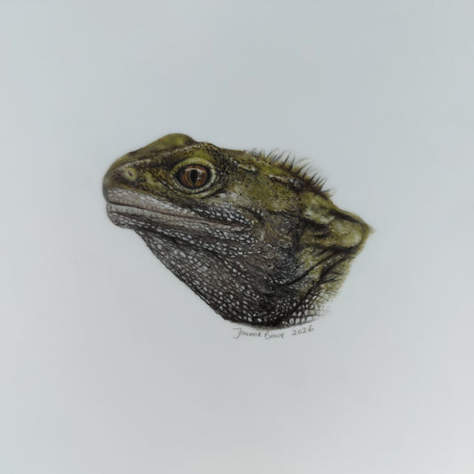 Original A5 drawing of a New Zealand tuatara wildlife artwork