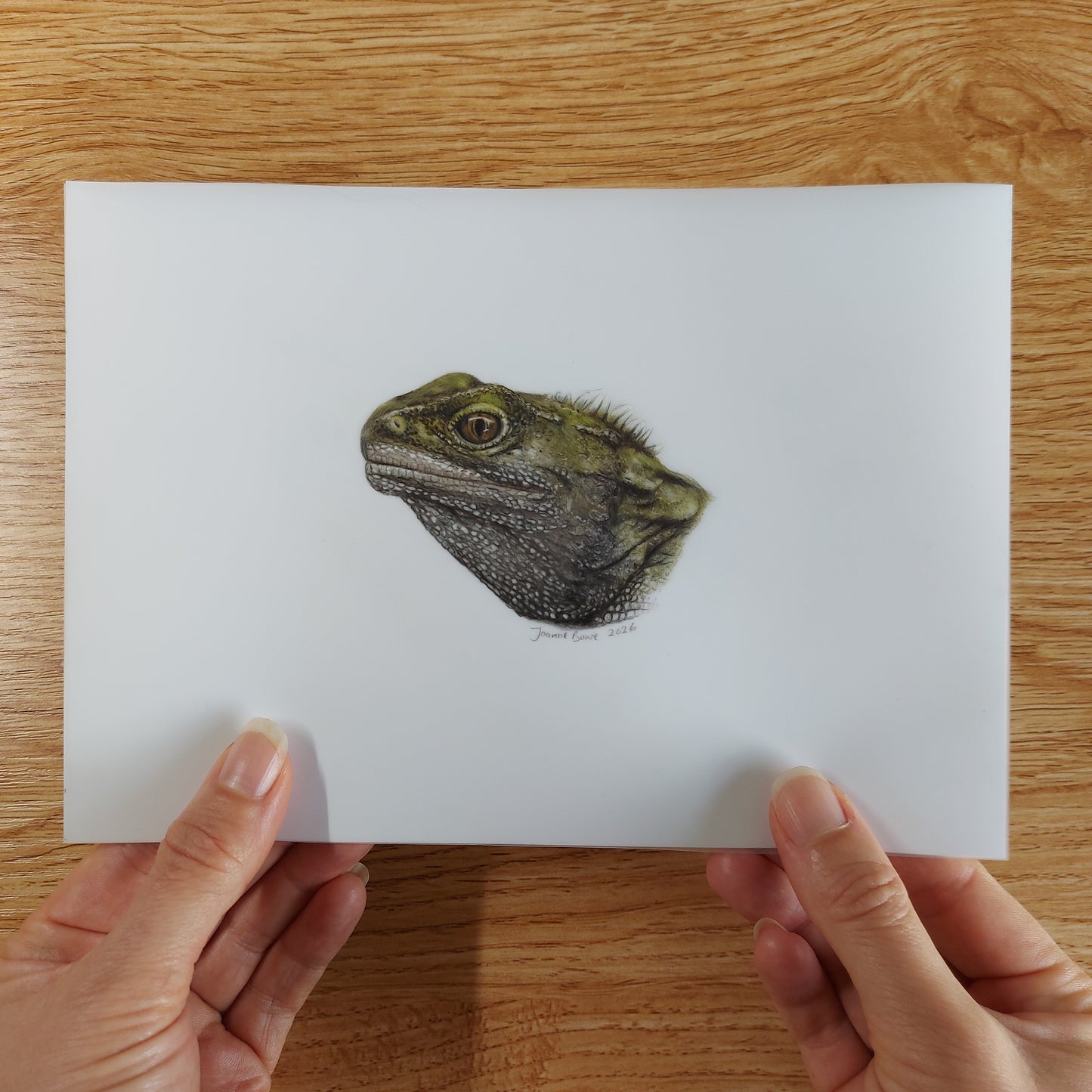 Small A5 drawing of a tuatara held in hands to show artwork size